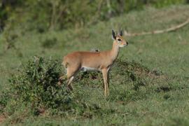 Antylopik zwyczajny - Raphicerus campestris - Steenbok