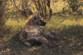 Hiena cętkowana - Crocuta crocuta - Spotted hyaena