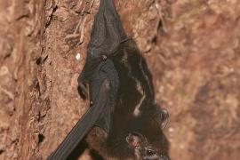 Długonosek amerykański - Rhynchonycterus naso - Proboscis bat
