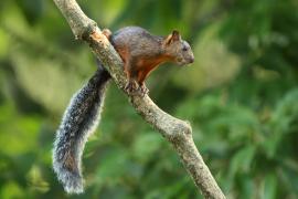 Wiewiórka zmienna - Sciurus variegatoides - Variegated squirrel