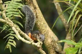 Wiewiórka zmienna - Sciurus variegatoides - Variegated squirrel