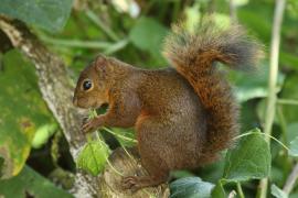Wiewiórka rudoogonowa - Sciurus granatensis - Red-tailed squirrel