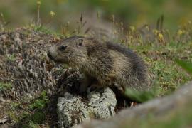 Świstak - Marmota marmota - Alpine marmot
