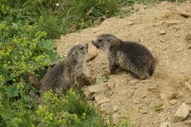 Świstak - Marmota marmota - Alpine marmot