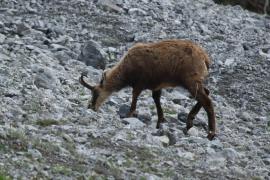 Kozica - Rupicapra rupicapra - Alpine chamois
