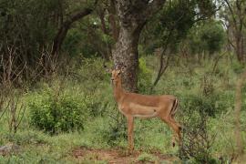 Impala zwyczajna - Aepyceros melampus - Impala