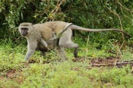 Kotawiec sawannowy - Chlorocebus pygerythrus - Vervet monkey
