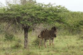 Zebra stepowa - Equus quagga - Common zebra