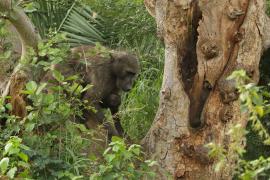 Pawian niedźwiedzi - Papio ursinus - Chacma baboon 