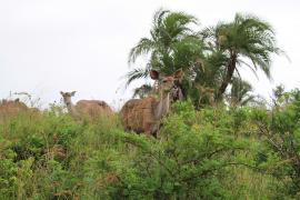 Kudu wielkie - Tragelaphus strepsiceros - Greater kudu