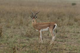 Gazela Granta - Nanger granti - Grant's gazelle 