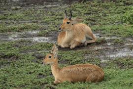 Ridbok - Redunca redunca - Bohor reedbuck