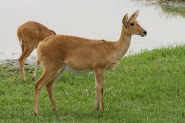 Ridbok - Redunca redunca - Bohor reedbuck
