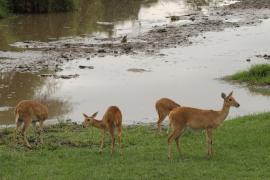 Ridbok - Redunca redunca - Bohor reedbuck