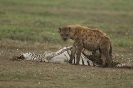 Hiena cętkowana - Crocuta crocuta - Spotted hyaena