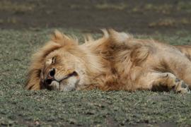 Lew afrykański - Panthera leo - Lion 