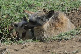 Otocjon wielkouchy - Otocyon megalotis  - Bat-eared fox 