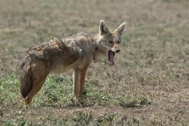 Wilk złoty - Canis lupaster - African golden wolf