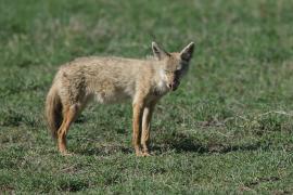 Wilk złoty - Canis lupaster - African golden wolf