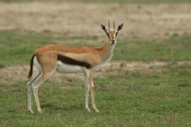 Gazelopka sawannowa - Eudorcas thomsonii - Thomson's gazelle