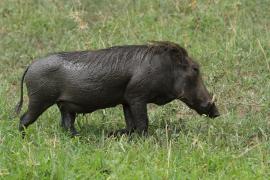 Guziec zwyczajny - Phacochoerus africanus - Common Warthog
