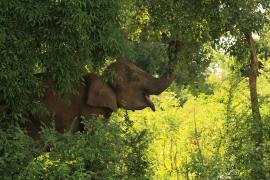Słoń indyjski - Elephas maximus - Asian elephant