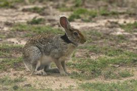 Zając czarnoszyi - Lepus nigricollis - Indian hare