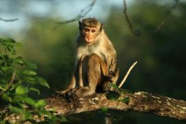 Makak rozczochrany - Macaca sinica - Toque macaque