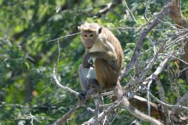 Makak rozczochrany - Macaca sinica - Toque macaque