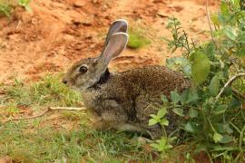 Zając czarnoszyi - Lepus nigricollis - Indian hare