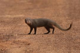 Mangusta ruda - Herpestes smithii - Ruddy mongoose 