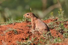 Afrowiewiorka gładka - Xerus rutilus - Unstriped ground squirrel