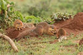 Afrowiewiorka gładka - Xerus rutilus - Unstriped ground squirrel