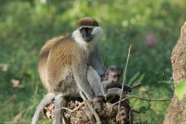 Kotawiec zielonosiwy - Chlorocebus aethiops - Grivet monkey