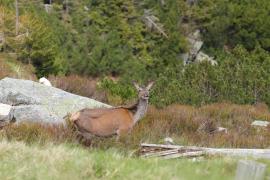 Jeleń szlachetny - Cervus elaphus - Red deer