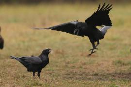 Kruk - Corvus corax - Common Raven