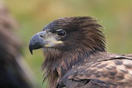 Bielik - Haliaeetus albicilla - White-tailed Sea Eagle