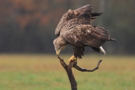 Bielik - Haliaeetus albicilla - White-tailed Sea Eagle