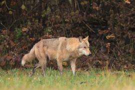 Wilk - Canis lupus - Eurasian wolf 