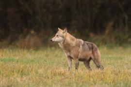 Wilk - Canis lupus - Eurasian wolf 