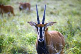 Antylopowiec szablorogi - Hippotragus niger - Sable antelope