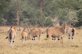 Eland - Taurotragus oryx - Eland