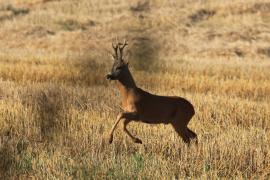 Sarna - Capreolus capreolus - Roe deer