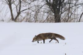 Lis - Vulpes vulpes - Red fox 
