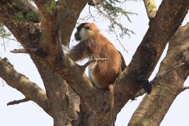 Patas rudy - Erythrocebus patas - Patas monkey