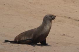 Kotik karłowaty - Arctocephalus pusillus - South African fur seal