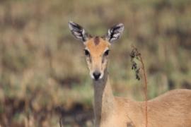 Oribi smukłonogi - Qurebia ourebi - Oribi