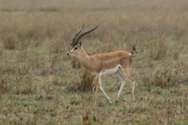 Gazela Granta - Nanger granti - Grant's gazelle 