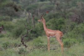 Gerenuk długoszyi - Litocranius walleri - Gerenuk