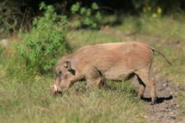 Guziec pustynny - Phacochoerus aethiopicus - Desert Warthog